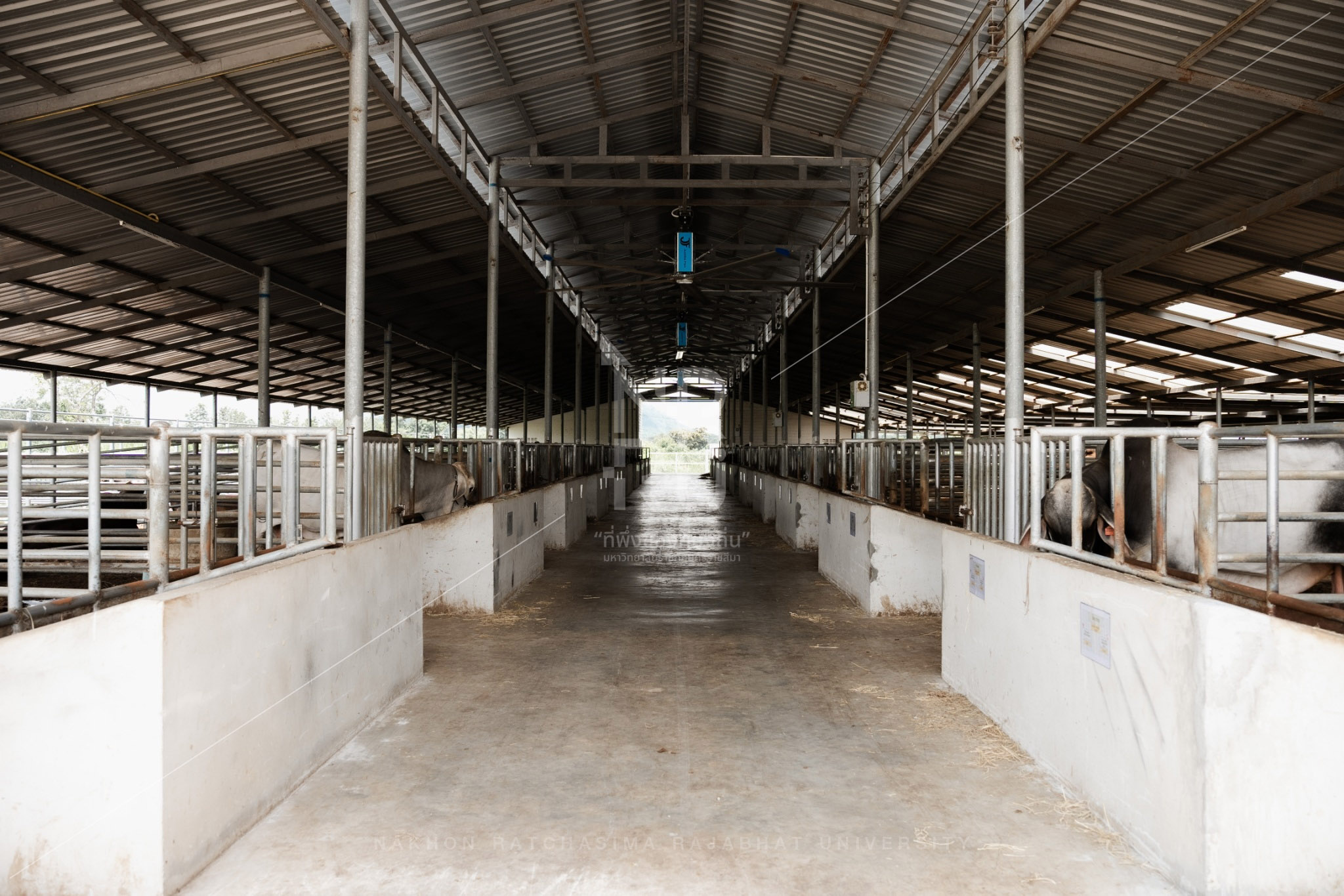 YZ Beef Cattle Farm in Si Khio District (22)